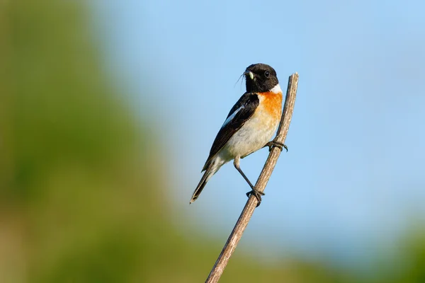 Songbird Stonechat on the branch with spider (Saxicola torquata). Male. — Stock Photo, Image