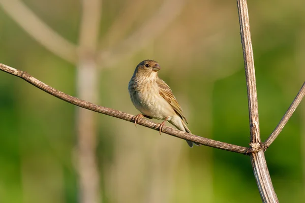 Oiseau chanteur Rosefinch commun. (Carpodacus erythrinus). Femmes . — Photo