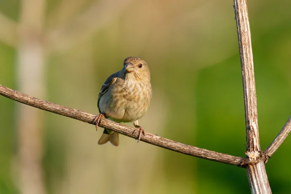 Songbird Common Rosefinch. (Carpodacus erythrinus). Feminino . — Fotografia de Stock