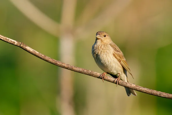 Songbird Common Rosefinch. (Carpodacus erythrinus). Hembra . — Foto de Stock