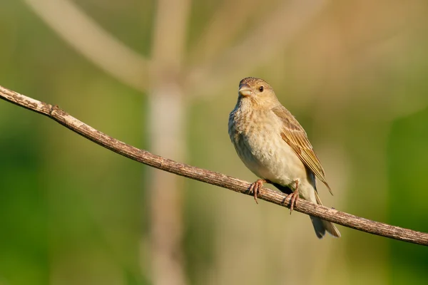 Singvogel Rosengimpel. (carpodacus erythrinus). weiblich. — Stockfoto