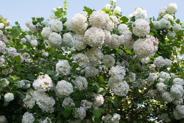 Flor en un jardín — Foto de Stock