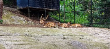 Görülen Geyik Gündüz Hayvanat Bahçesi 'nde Açık Bölgede Dinleniyor