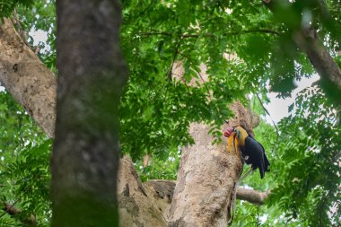 Boynuz gagalı Rhyticeros Cassidix, Endonezya ormanının nadir ve ikonik bir endeksi olan Sulawesi 'nin yağmur ormanları tepesinde yuvalanır..