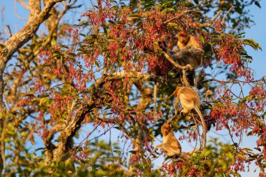 Tanjung 'daki Nasalis larvası Borneo' nun soyu tükenmekte olan yağmur ormanlarındaki doğal aile davranışlarını ve yaşamlarını gösteriyor..
