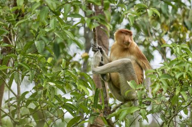 Tanjung 'daki Nasalis larvası Borneo' nun soyu tükenmekte olan yağmur ormanlarındaki doğal aile davranışlarını ve yaşamlarını gösteriyor..