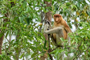 Tanjung 'daki Nasalis larvası Borneo' nun soyu tükenmekte olan yağmur ormanlarındaki doğal aile davranışlarını ve yaşamlarını gösteriyor..