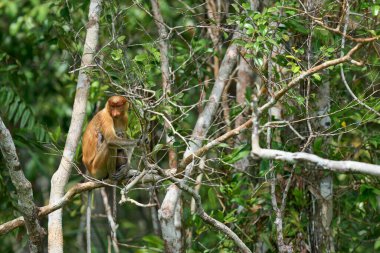 Tanjung 'daki Nasalis larvası Borneo' nun soyu tükenmekte olan yağmur ormanlarındaki doğal aile davranışlarını ve yaşamlarını gösteriyor..