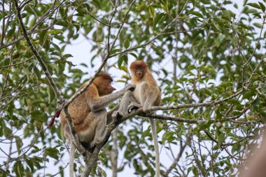 Tanjung 'daki Nasalis larvası Borneo' nun soyu tükenmekte olan yağmur ormanlarındaki doğal aile davranışlarını ve yaşamlarını gösteriyor..