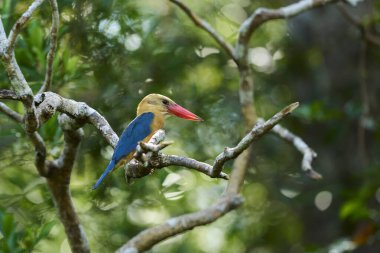 Tanjung Ulusal Parkı 'nda Pelargopsis capensis Borneo yağmur ormanlarının canlı vahşi yaşamını gösteren renkli bir balıkçıdır..