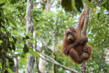 Genç orangutan (Pongo pigmaeus) Borneo yağmur ormanlarına tırmanıyor. Merak ve çeviklik, Tanjung Puting Ulusal Parkı 'ndaki yaşamın ilk adımlarını gösteriyor..