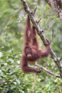 Tanjung 'daki yetişkin orangutan Pongo pigmaeus. Borneo yağmur ormanlarında doğal davranışlar sergiliyor. Doğada nesli tükenmekte olan bir primat..