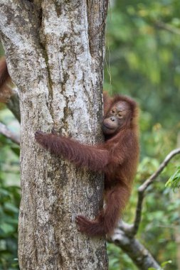 Tanjung 'daki yetişkin orangutan Pongo pigmaeus. Borneo yağmur ormanlarında doğal davranışlar sergiliyor. Doğada nesli tükenmekte olan bir primat..