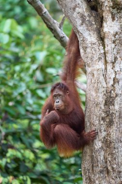 Tanjung 'daki yetişkin orangutan Pongo pigmaeus. Borneo yağmur ormanlarında doğal davranışlar sergiliyor. Doğada nesli tükenmekte olan bir primat..