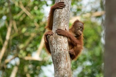 Tanjung 'daki yetişkin orangutan Pongo pigmaeus. Borneo yağmur ormanlarında doğal davranışlar sergiliyor. Doğada nesli tükenmekte olan bir primat..