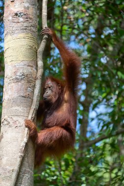 Tanjung 'daki yetişkin orangutan Pongo pigmaeus. Borneo yağmur ormanlarında doğal davranışlar sergiliyor. Doğada nesli tükenmekte olan bir primat..