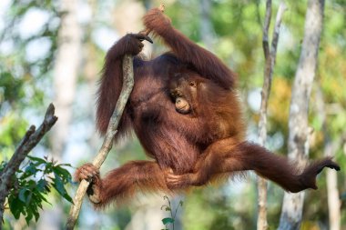 Bornealı orangutan dişi yağmur ormanlarında bebeğini taşıyor ve ona tırmanmayı ve vahşi doğada hayatta kalmayı öğretiyor..