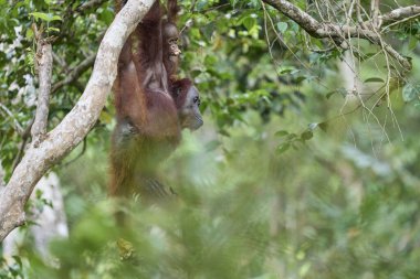 Bornealı orangutan dişi yağmur ormanlarında bebeğini taşıyor ve ona tırmanmayı ve vahşi doğada hayatta kalmayı öğretiyor..