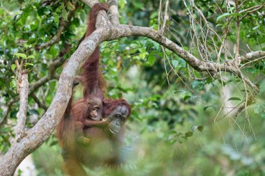Bornealı orangutan dişi yağmur ormanlarında bebeğini taşıyor ve ona tırmanmayı ve vahşi doğada hayatta kalmayı öğretiyor..