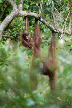 Bornealı orangutan dişi yağmur ormanlarında bebeğini taşıyor ve ona tırmanmayı ve vahşi doğada hayatta kalmayı öğretiyor..