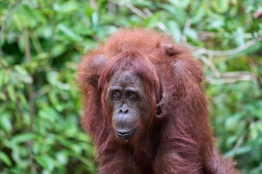 Bornealı orangutan dişi yağmur ormanlarında bebeğini taşıyor ve ona tırmanmayı ve vahşi doğada hayatta kalmayı öğretiyor..