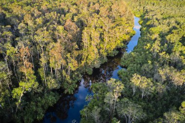 Borneo 'daki Tanjung Ulusal Parkı' ndaki tropikal yağmur ormanı ve kıvrımlı nehrin havadan görünüşü, nesli tükenmekte olan vahşi yaşam ve vahşi orangutanlara ev sahipliği yapıyor..