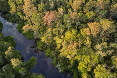 Borneo 'daki Tanjung Ulusal Parkı' ndaki tropikal yağmur ormanı ve kıvrımlı nehrin havadan görünüşü, nesli tükenmekte olan vahşi yaşam ve vahşi orangutanlara ev sahipliği yapıyor..