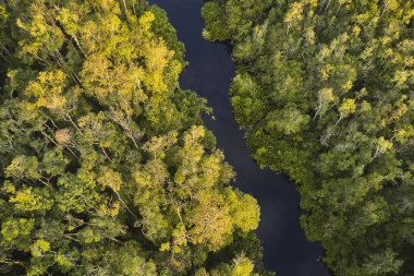 Borneo 'daki Tanjung Ulusal Parkı' ndaki tropikal yağmur ormanı ve kıvrımlı nehrin havadan görünüşü, nesli tükenmekte olan vahşi yaşam ve vahşi orangutanlara ev sahipliği yapıyor..