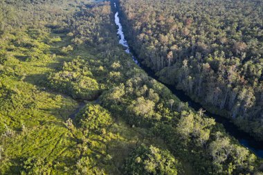 Borneo 'daki Tanjung Ulusal Parkı' ndaki tropikal yağmur ormanı ve kıvrımlı nehrin havadan görünüşü, nesli tükenmekte olan vahşi yaşam ve vahşi orangutanlara ev sahipliği yapıyor..