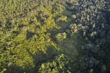 Borneo 'daki Tanjung Ulusal Parkı' ndaki tropikal yağmur ormanı ve kıvrımlı nehrin havadan görünüşü, nesli tükenmekte olan vahşi yaşam ve vahşi orangutanlara ev sahipliği yapıyor..