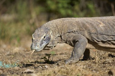 Komodo Adası 'ndaki doğal ortamında Komodo ejderhası. Dünyanın en büyük kertenkelelerinden biri Endonezya 'nın vahşi ortamında yakalandı..