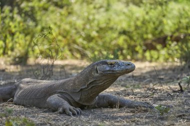Komodo Adası 'ndaki doğal ortamında Komodo ejderhası. Dünyanın en büyük kertenkelelerinden biri Endonezya 'nın vahşi ortamında yakalandı..
