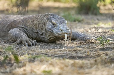 Komodo Adası 'ndaki doğal ortamında Komodo ejderhası. Dünyanın en büyük kertenkelelerinden biri Endonezya 'nın vahşi ortamında yakalandı..