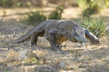 Komodo Adası 'ndaki doğal ortamında Komodo ejderhası. Dünyanın en büyük kertenkelelerinden biri Endonezya 'nın vahşi ortamında yakalandı..