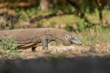 Komodo Adası 'ndaki doğal ortamında Komodo ejderhası. Dünyanın en büyük kertenkelelerinden biri Endonezya 'nın vahşi ortamında yakalandı..