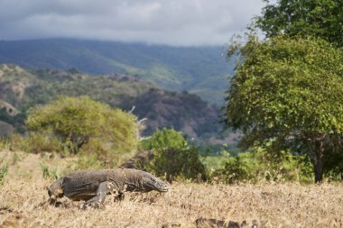 Komodo ejderhası Komodo Adası 'nın kuru arazisinde yürüyor. Gücünü ve doğal davranışlarını gösteriyor..