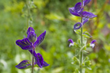 Mor çiçekler, natur, makro plan