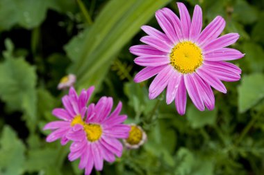 Bahçe, çiçek mor papatya