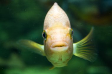 Makro balık, su altında