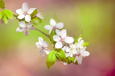 Beyaz bahar çiçekleri