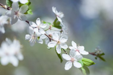Bahçede bahar çiçekleri