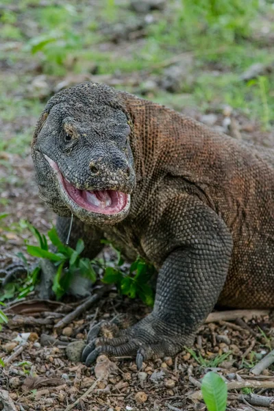 Dragón de Komodo con boca abierta lagarto grande — Foto de Stock