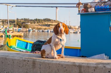 köpek bir tekne iskele üzerinde