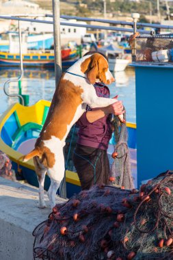 köpek bir tekne iskele üzerinde