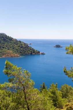 Güzel deniz mavi su ve çam ağaçları ile defne