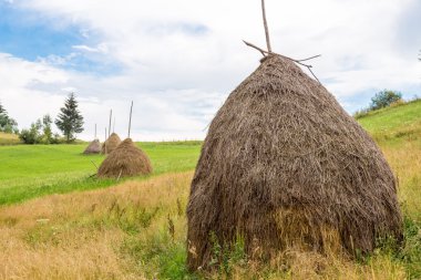 Samanlık Karpat Dağları çayır üzerinde