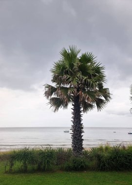 Sahildeki tek şekerli palmiye ağacının dikey görüntüsü. Arka planda deniz ve bulutlar var..