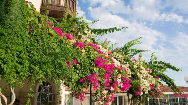 Plants with pink and white flowers on the roof clipart