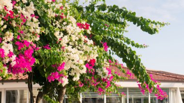 Çatıda pembe ve beyaz çiçekli bitkiler