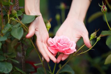 Pembe holding kadının eller closeup bahçesinde gül